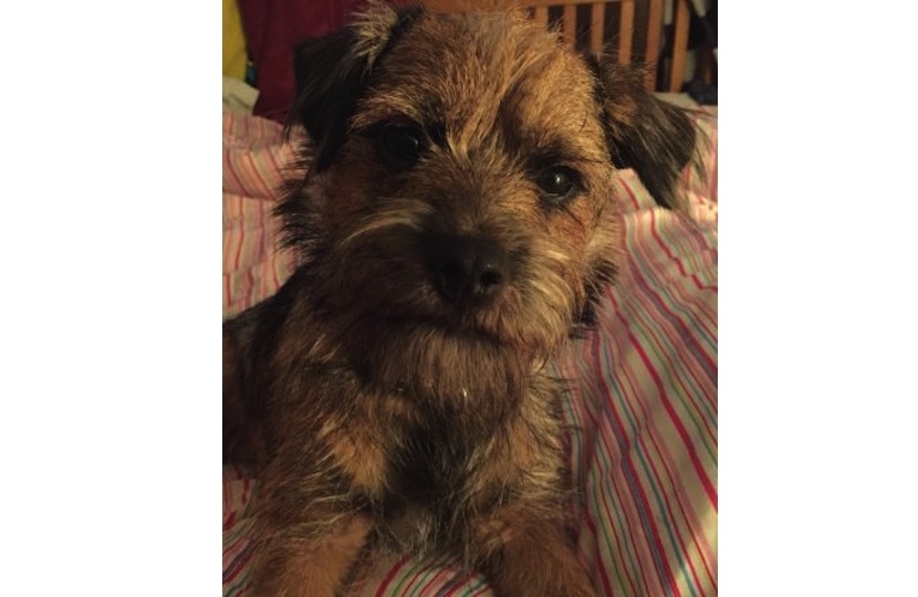 morse the missing puppy from marden