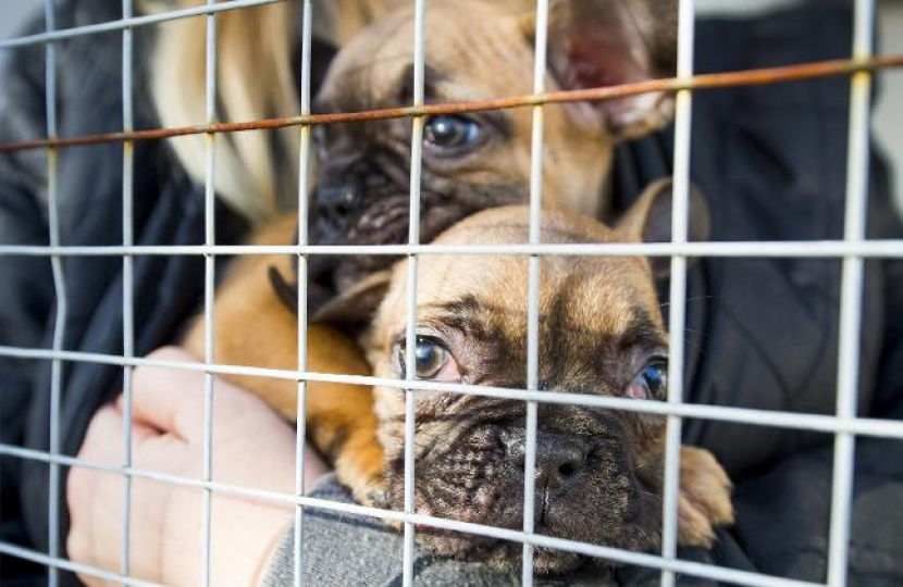 Puppy Smuggling