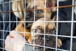 Dogs Trust investigate puppy smuggling in the UK